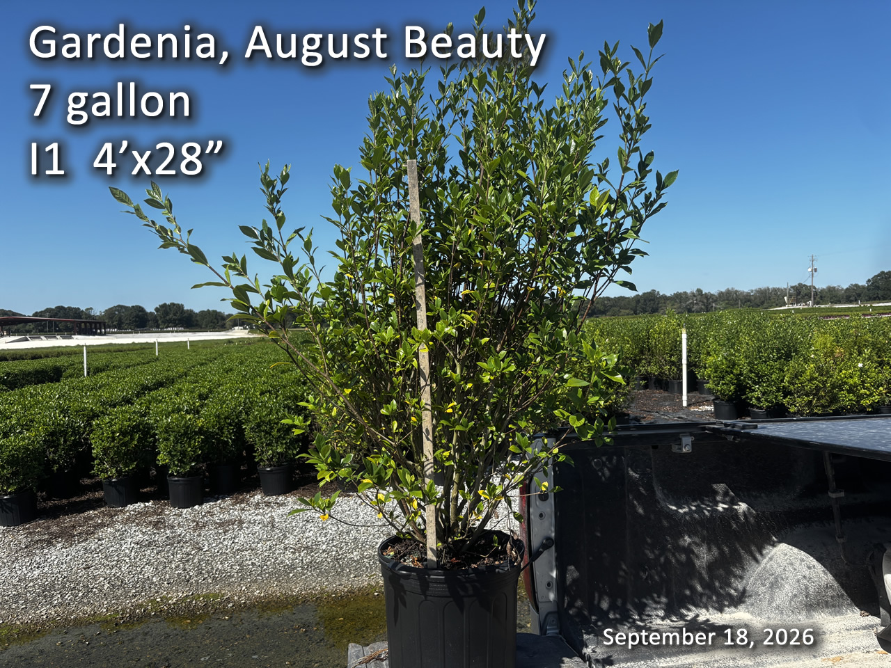 gallery/gab7 i1 sept18.jpg